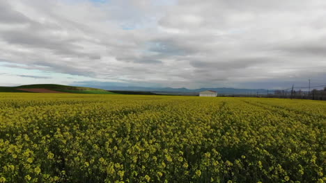 Aerial-footage-of-Canola-fields-with-yellow-flowers-and-mountains-in-the-distance