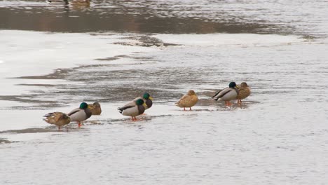 Bunch-of-ducks-sitting-on-the-edge-of-ice-in-river-close