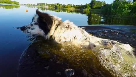 Gefleckter-Hund-Schwimmt-Im-Fluss-Und-Sammelt-Plastikmüll