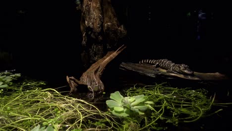A-small-crocodile-in-a-dark-zoo-enclosure