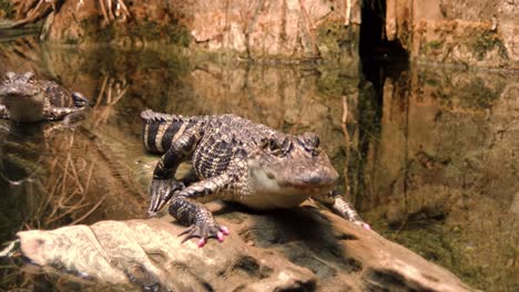Close-up-of-a-crocodile-with-pink-nails-sitting-on-a-log-in-a-zoo-enclosure