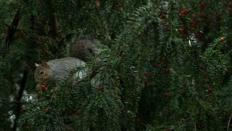 Cute-grey-squirrel-Sciurus-Carolinensis-sitting-up-a-tree,-eating-red-yew-berries