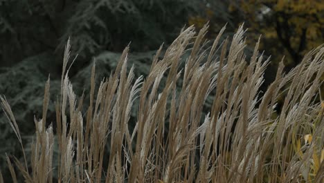Tall-grass-dances-delicately-in-the-breeze,-on-a-dreamy,-dreary,-overcast-day