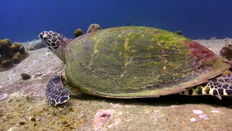 Hawksbill-turtle-at-Hin-Wong-Pinnacle-Koh-Tao