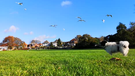 Beautiful-image-of-seagulls-flying-away-on-an-empty-field-in-Southampton,-UK-1