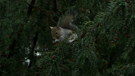 Busy-squirrel-snacks-on-red-yew-berries-while-finely-balanced-on-a-long-green-branch