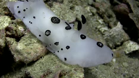 Jorunna-funebris-nudibranch-3
