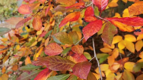 Amazing-close-up-video-of-still-autumn-nature-at-it's-best