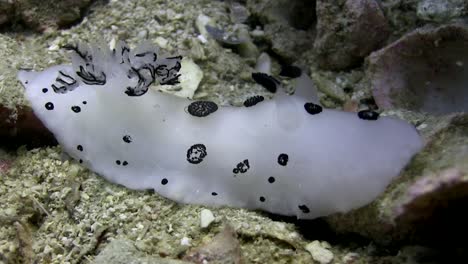Jorunna-funebris-nudibranch-1