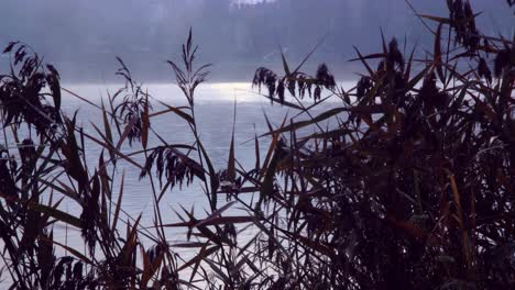 Fog-Over-The-River-and-Rushes-In-The-Autumn-Morning-1