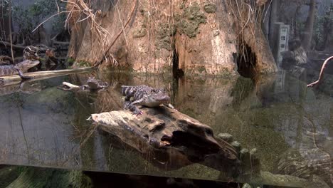 Ein-Krokodil-Mit-Rosa-Krallen-In-Einem-Zoogehege,-Das-Auf-Einem-Baumstamm-Sitzt