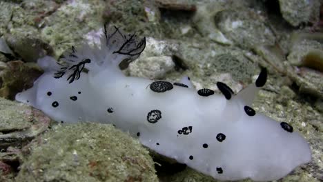 Jorunna-funebris-nudibranch