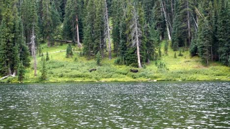 2-moose-near-lake-in-Colorado
