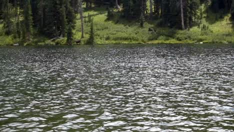 Moose-approaching-lake-in-Colorado