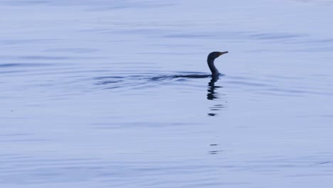 Un-Pájaro-Flota-En-Puget-Sound-Cerca-De-Algunas-Algas,-Luego-Se-Sumerge-Bajo-El-Agua