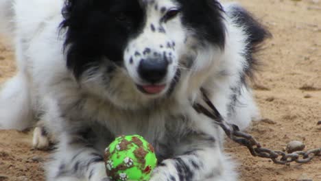 Spotted-white-dog-with-black-around-the-eye-is-happy-to-play-wit-his-green-ball-1