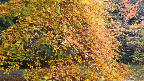 Schöner-Herbstbaum-In-Einem-Abgelegenen-Wald-In-Großbritannien