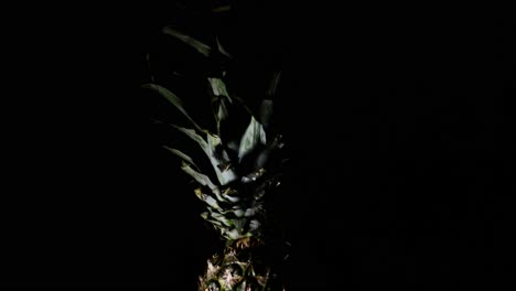 Sweet-Comosus-Pineapple-Ananas-Turning-On-a-Black-Background