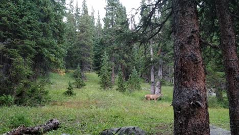 Deer-walking-by-in-forest-in-Colorado