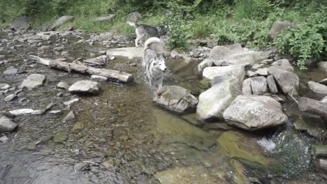 Huskys-Haben-Spaß-Im-Gebirgsfluss