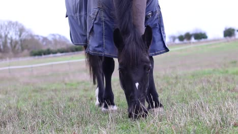 Ein-Schönes-Pferd,-Das-An-Einem-Kalten-Wintermorgen-Frisches-Gras-Frisst