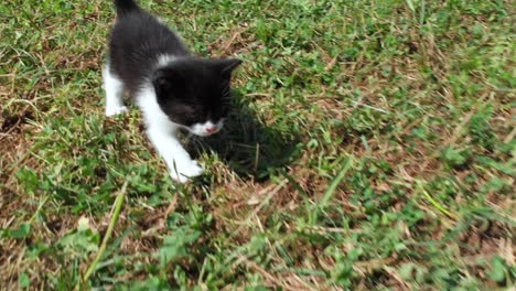 Tracking-shot-of-small-cat-run-in-grass-field