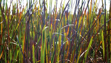 Close-up-of-Colorful-Marsh-Grass-Blowing-in-the-Wind