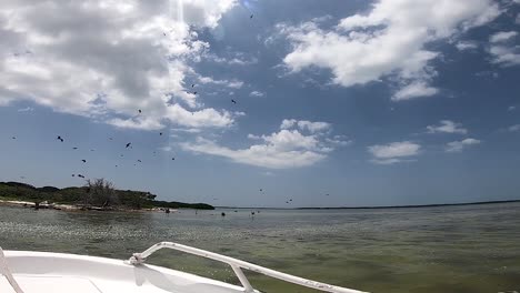 Birds-Flying-Away-from-Bird-Island-Holbox,-Mexico