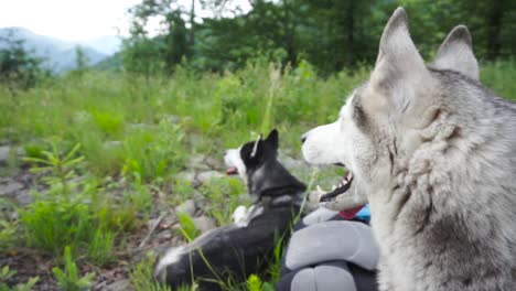 Siberian-huskies-on-a-rest.Close-up-shot