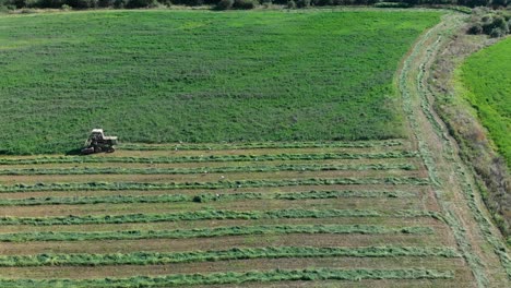 Aerial-panning-shot-of-flight-of-storks-feed-in-grass-field-and-mower