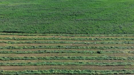 Aerial-panning-shot-of-flight-of-storks-feed-in-grass-field