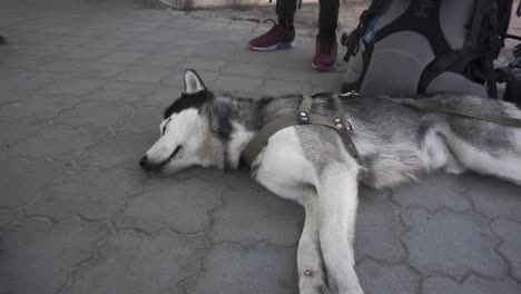Los-Perros-Esquimales-Siberianos-Descansan-En-La-Estación-De-Tren