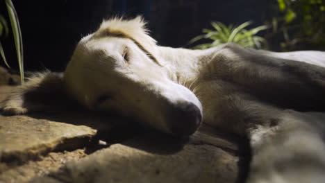 Slow-smooth-zoom-of-a-dog-sleeping