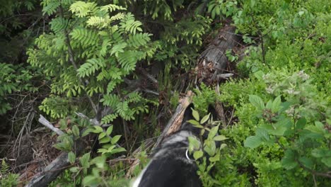 Sibirische-Huskys-Kommen-Durch-Die-Büsche-Im-Wald