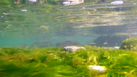 Underwater-shot-of-seaweed