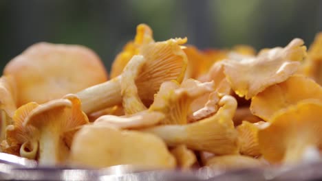 Close-up-of-a-basket-filled-with-chanterelle-mushrooms-in-a-Swedish-forest-3