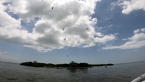 Gaviotas-Sobrevolando-Una-Isla,-Isla-De-Pájaros-En-Holbox,-México