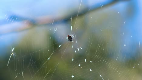 Close-up-of-Crab-Spider-moving-around-on-Spider-Web