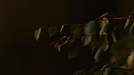 Birkenblätter,-Die-Während-Des-Sonnenuntergangs-An-Einem-Schwedischen-See-Im-Wind-Wehen
