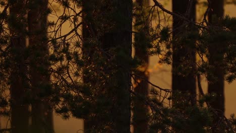 Sonnenuntergang-In-Bäumen-In-Einem-Wald-In-Nordschweden-Im-Sommer