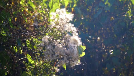 Cotton-like-White-Weeds-Blowing-in-the-wind