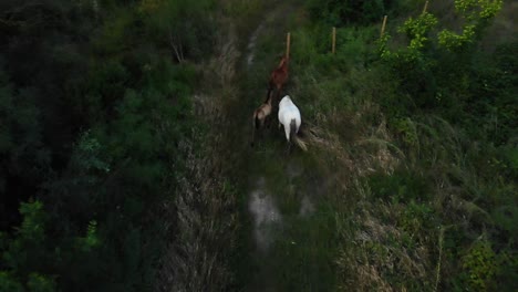 Horses-graze-on-green-grass-field-surround-by-trees,-aerial-drone-shot