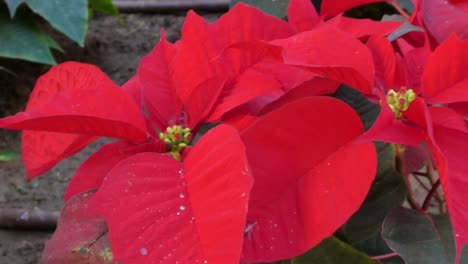 Close-up-shot-of-the-Christmas-flower