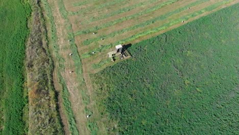 Aerial-panning-shot-of-flight-of-storks-around-mower-in-grass-field