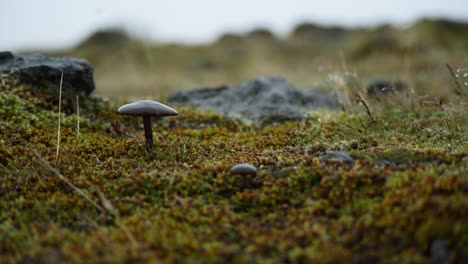 A-mushroom-stands-tall-against-the-rain,-surrounded-by-moss-and-rocks