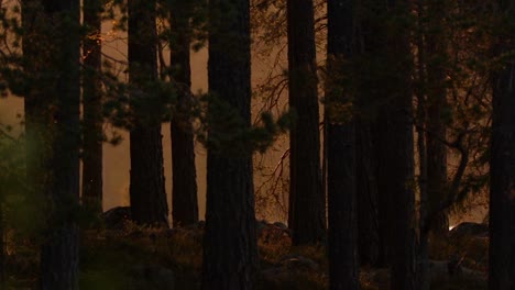 Sonnenuntergang-In-Einem-Wald-In-Schweden.-Nahansicht