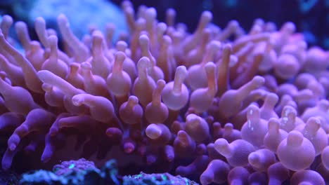 Close-Up-of-coral-4k