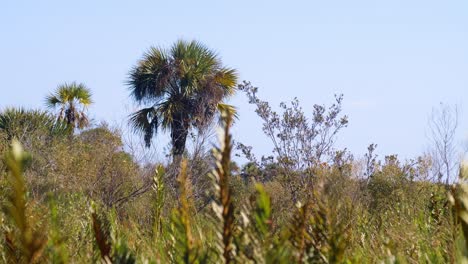 Tall-Weeds-blowing-in-the-wind-with-palm-tree-and-sky-in-the-background