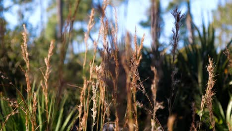 Close-up-of-tall-weeds-blowing-in-the-wind