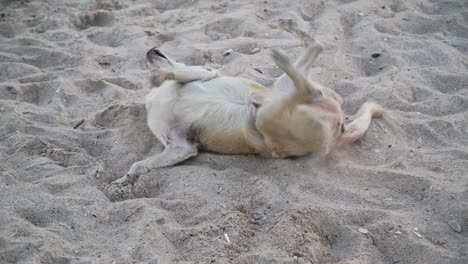 Hund,-Der-Auf-Dem-Sand-Herumalbert